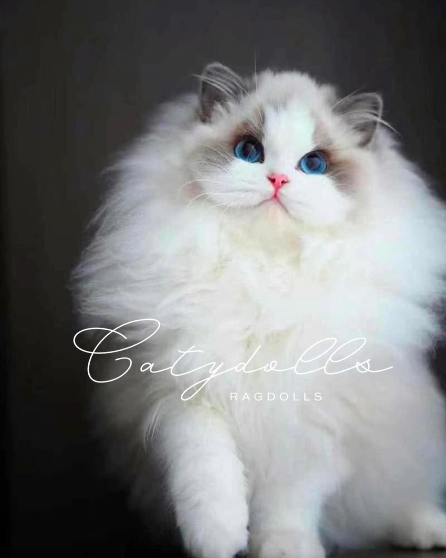 CatyDolls Ragdolls
