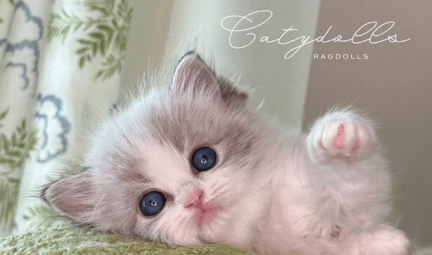 Mink Ragdoll Kitten