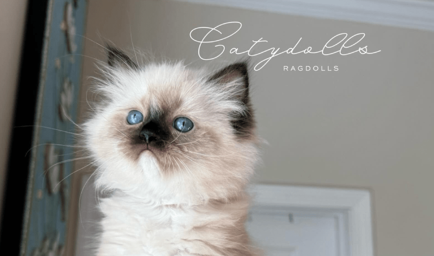 Seal Mitted Ragdoll Kitten