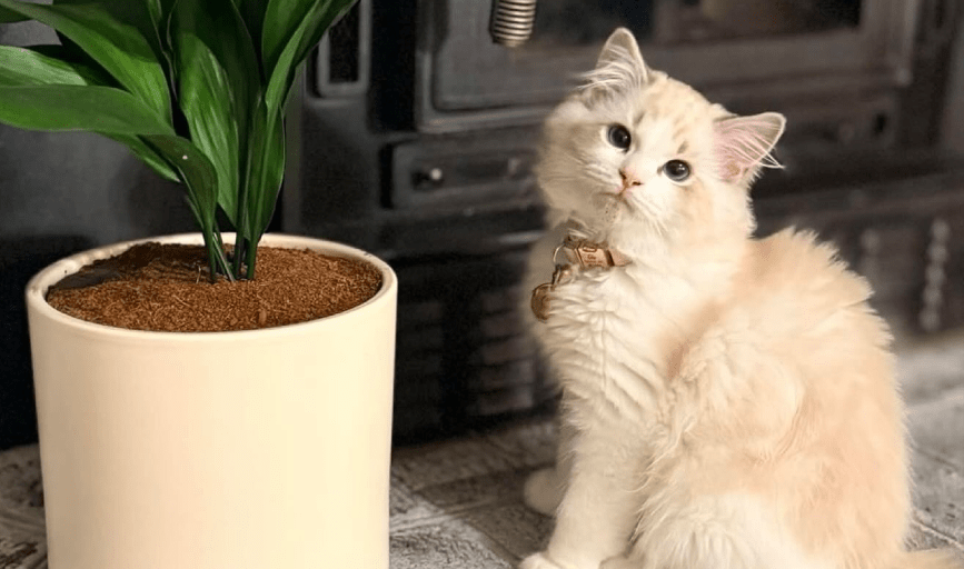 Flame Point Ragdoll Kitten